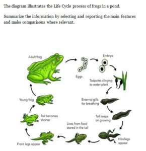 Band 6 Sample: The diagram illustrates the Life Cycle process of frogs ...